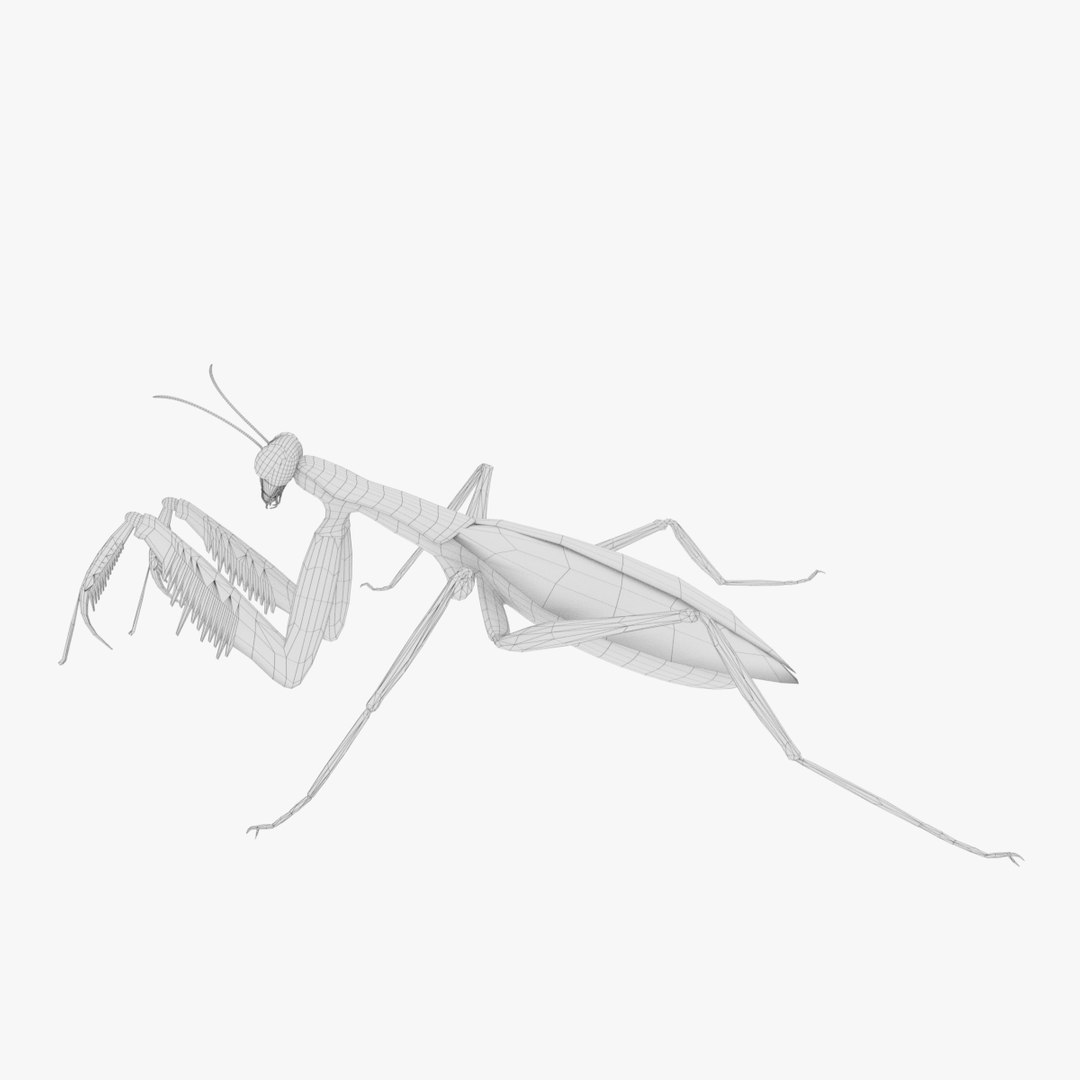 3D praying mantis - TurboSquid 1228918