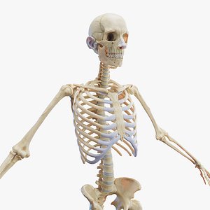 Human Male Skeleton model
