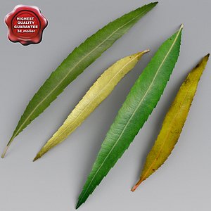 3d willow leaves summer autumn model