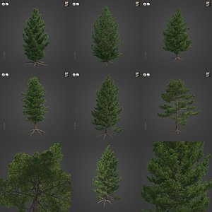 3D model 2021 PBR Swiss Stone Pine Collection - Pinus Cembra