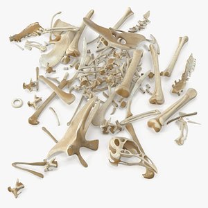 3D model Scattered Remains of Bird Skeleton
