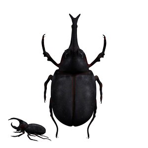 3D Rhinoceros beetle