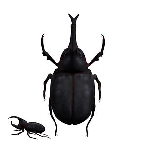 Rhinoceros beetle