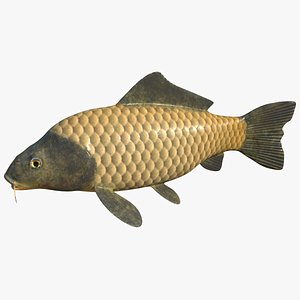Carp Fish Rigged Animated 3D model
