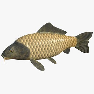 Carp Fish Rigged Animated