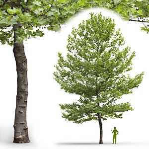 Plane-tree Sycamore Platanus V5 3D model