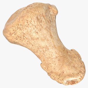 distal phalanx bone big model