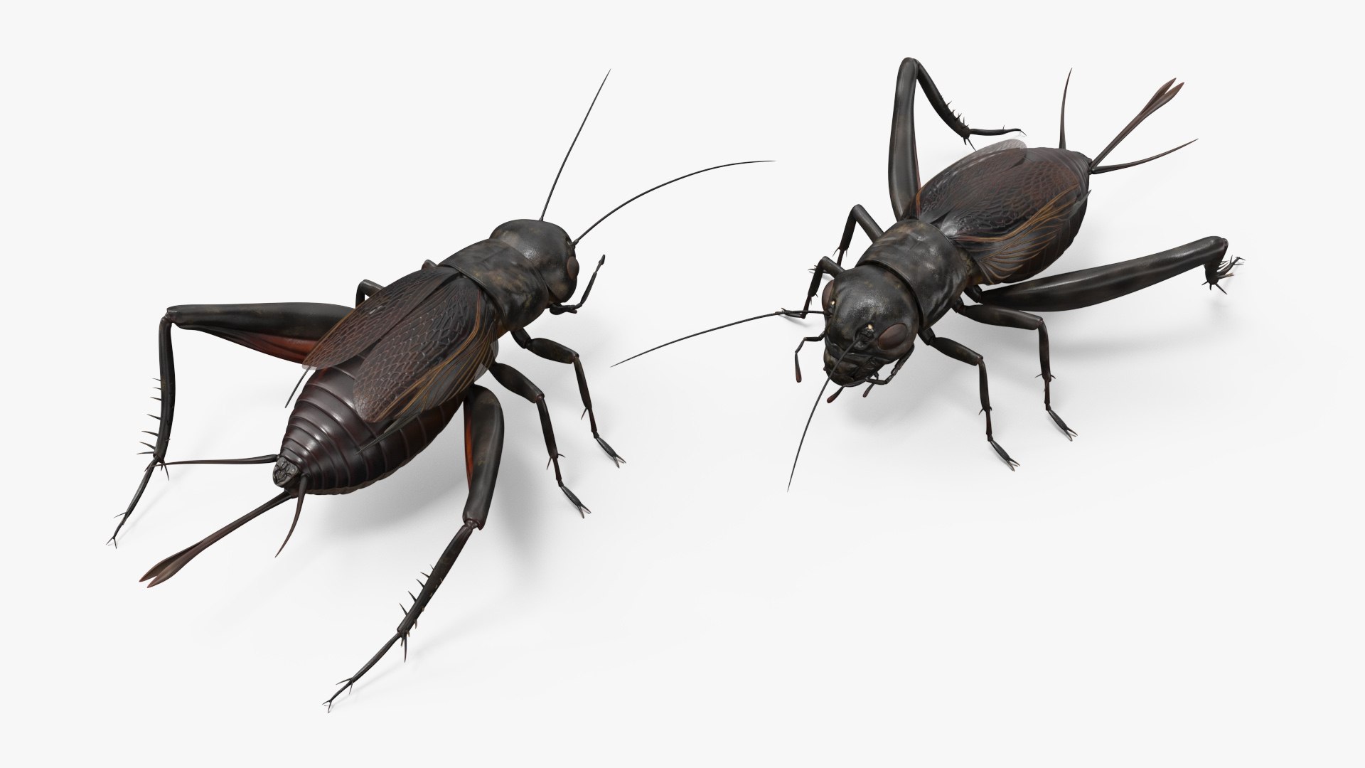 Field Cricket 3D model https://p.turbosquid.com/ts-thumb/5O/jArkMe/10/fieldcricketmb3dmodel006/jpg/1719625644/1920x1080/fit_q87/cda7aa470002040d590c967be1a7b22240c660b2/fieldcricketmb3dmodel006.jpg