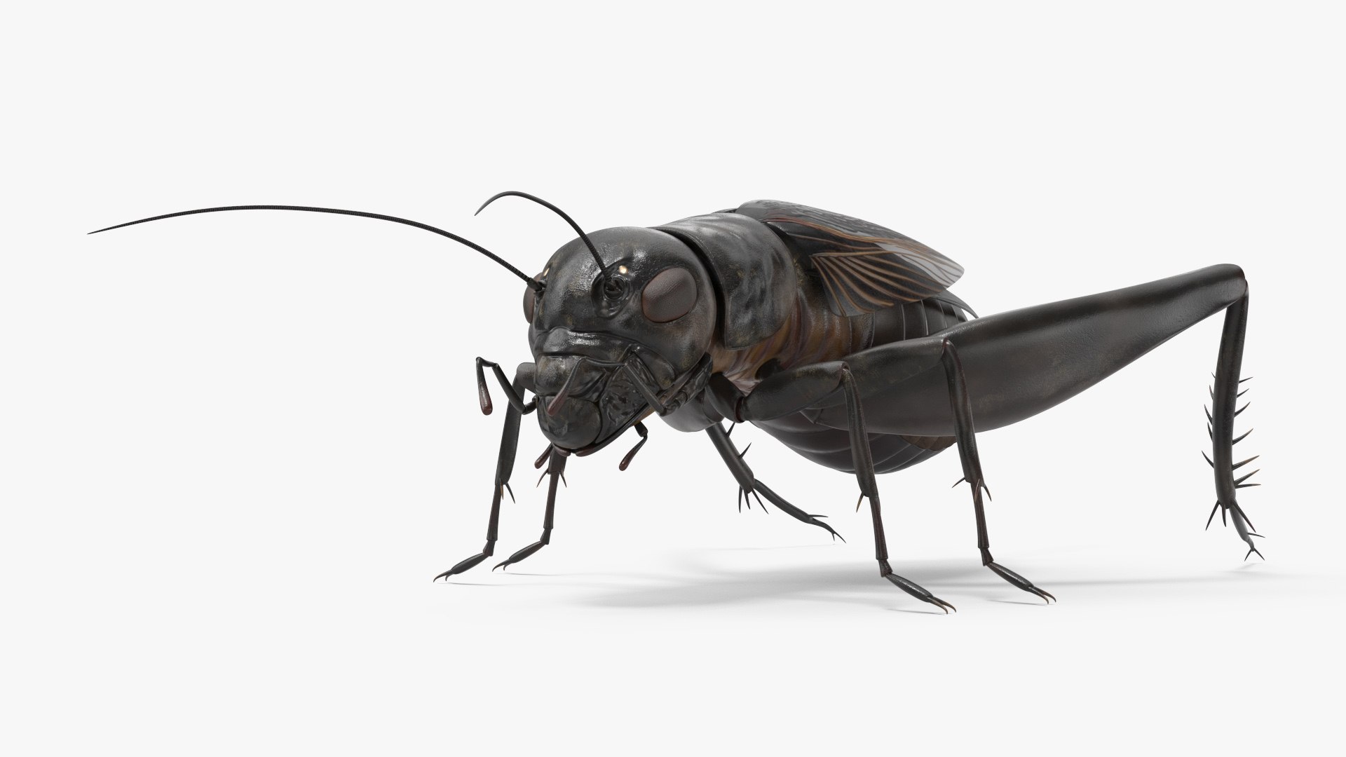 Field Cricket 3D model https://p.turbosquid.com/ts-thumb/5O/jArkMe/D7/fieldcricketmb3dmodel007/jpg/1719625647/1920x1080/fit_q87/fc67cc44b089fcac9939ccaa878b60145bf07202/fieldcricketmb3dmodel007.jpg
