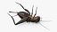 Field Cricket 3D model