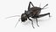 Field Cricket 3D model