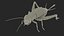 Field Cricket 3D model