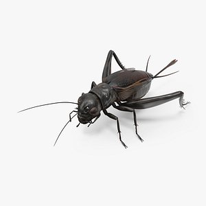 Field Cricket 3D model