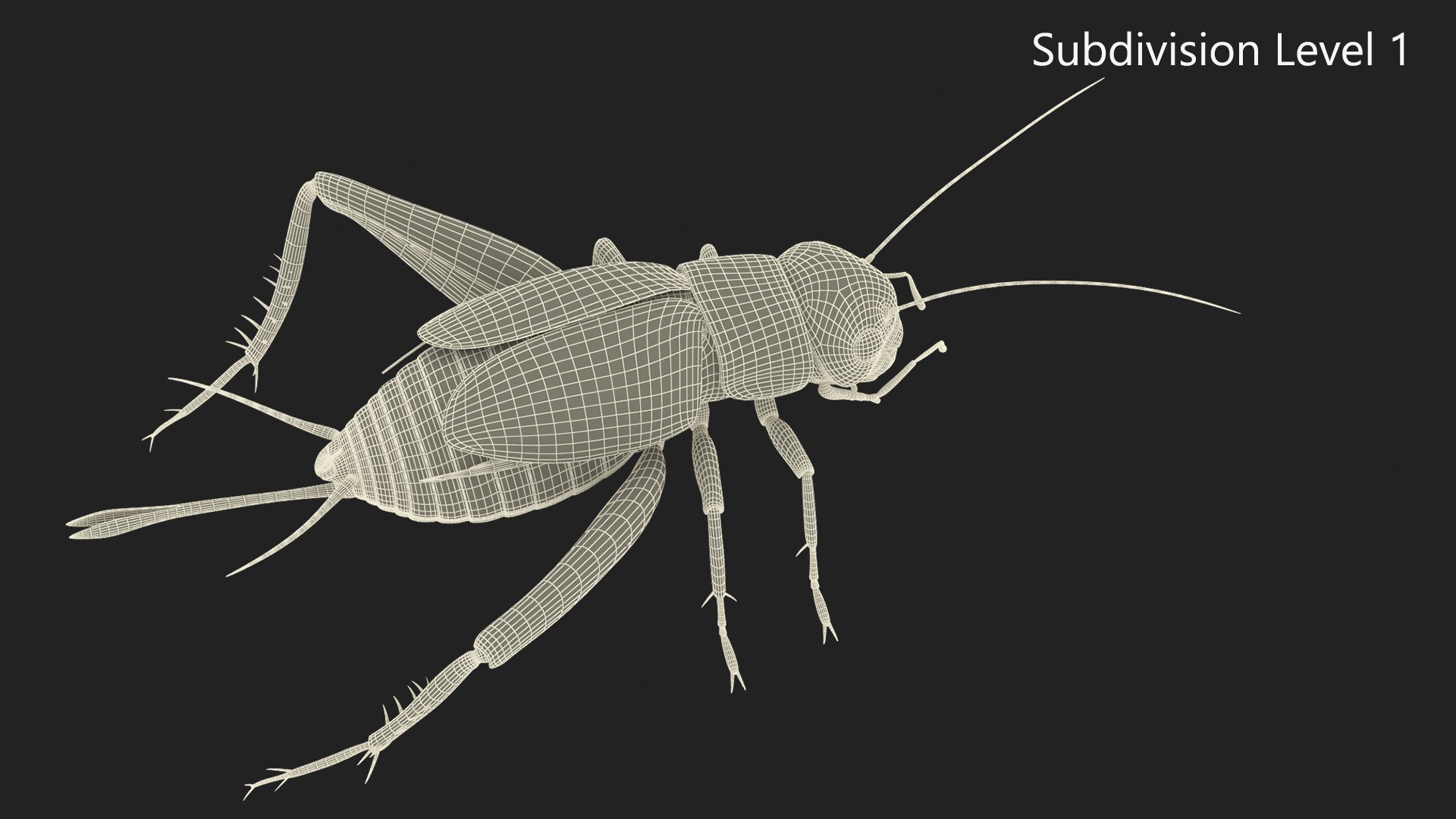 Field Cricket 3D model https://p.turbosquid.com/ts-thumb/5O/jArkMe/m9/fieldcricketmb3dmodel012/jpg/1719625663/1920x1080/fit_q87/a2b943531cf3fa8585db0febb6ba4c360123b3ec/fieldcricketmb3dmodel012.jpg