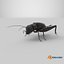 Field Cricket 3D model