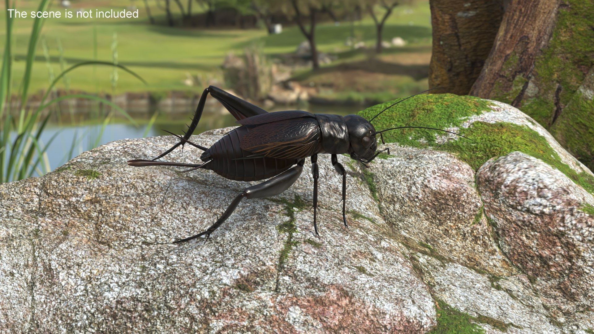 Field Cricket 3D model https://p.turbosquid.com/ts-thumb/5O/jArkMe/qi/fieldcricketmb3dmodel002/jpg/1719625627/1920x1080/fit_q87/73510f191cc938692b0d831d9b26a1624ed68fe9/fieldcricketmb3dmodel002.jpg