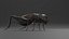 Field Cricket 3D model
