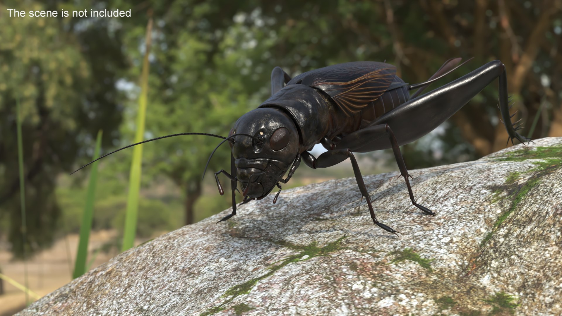 Field Cricket 3D model https://p.turbosquid.com/ts-thumb/5O/jArkMe/s4/fieldcricketmb3dmodel003/jpg/1719625632/1920x1080/fit_q87/fd2518ca8a85bf43b90feaf7b8ad333e40971b11/fieldcricketmb3dmodel003.jpg
