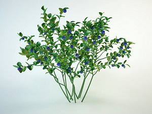 blueberrie model