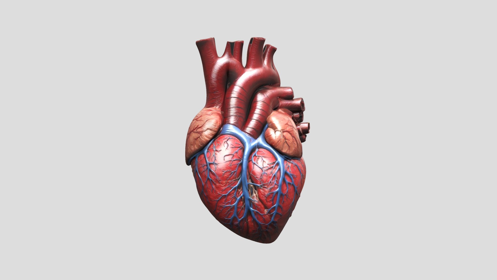Anatomy Human Heart 3D Model - TurboSquid 2331433