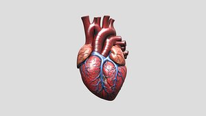 Anatomy Human Heart