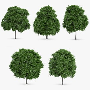 common whitebeam trees 5 3d model