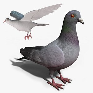 pigeon - rigged dove animation 3d model