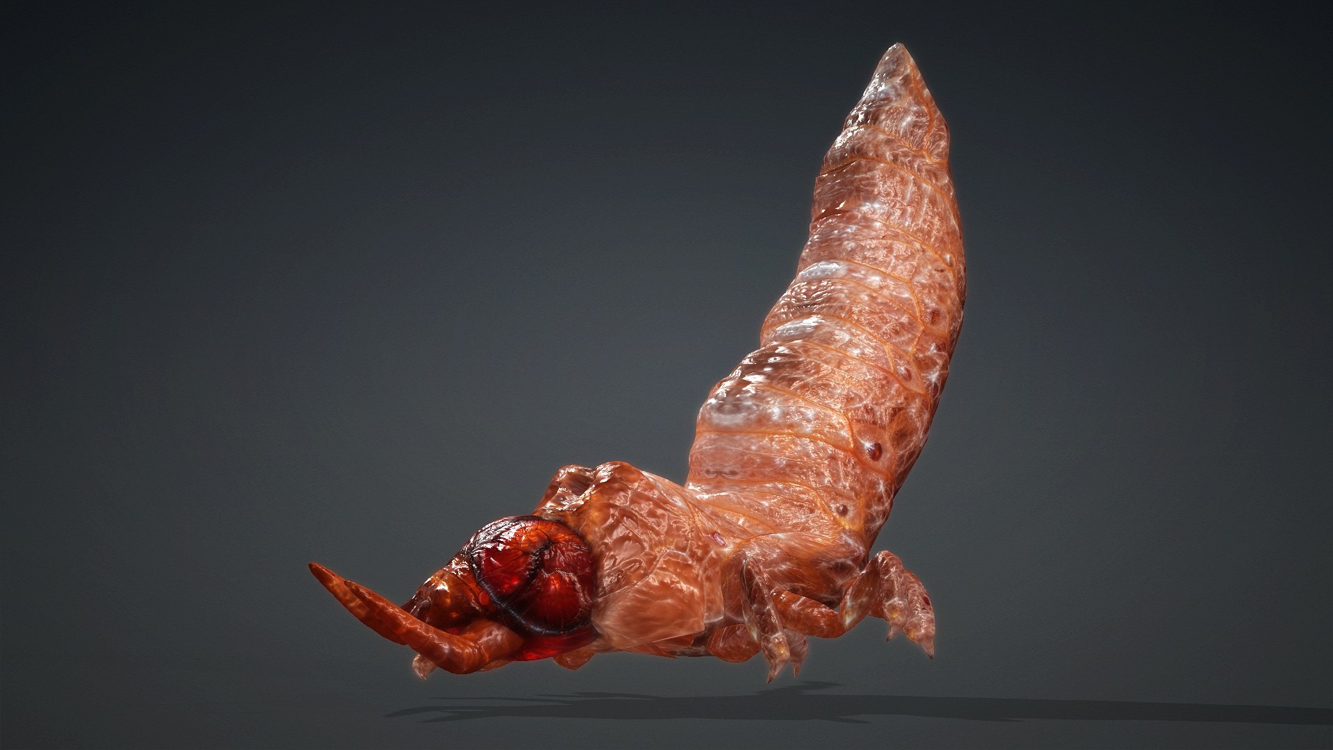 3D Larval-V1e https://p.turbosquid.com/ts-thumb/5P/DEdYiq/4j/preview8/jpg/1776844381/1920x1080/fit_q87/0d4f1b2e2f588228f85262e94e7b6451dfb07b12/preview8.jpg
