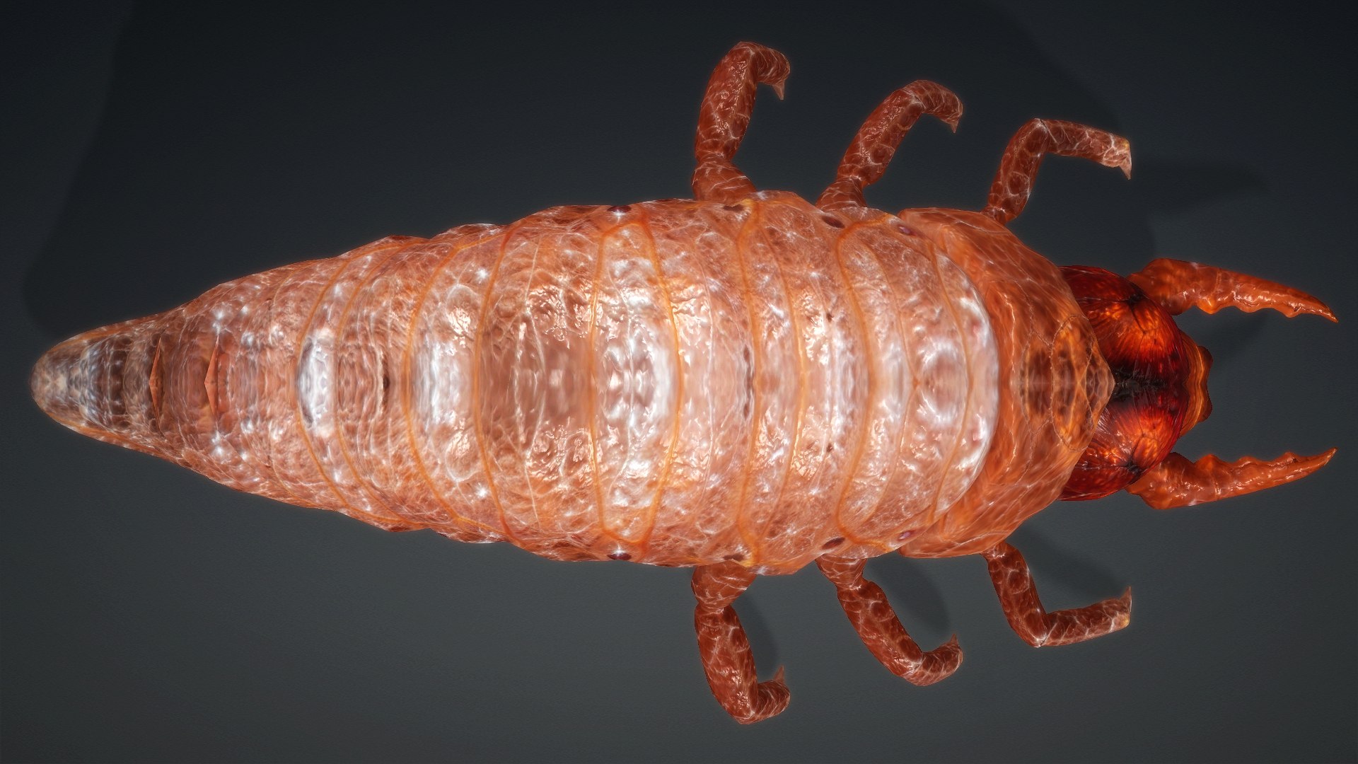3D Larval-V1e https://p.turbosquid.com/ts-thumb/5P/DEdYiq/Dn/preview4/jpg/1776844379/1920x1080/fit_q87/11484b713b9cf48242eaa8847c68ae3da1c419d0/preview4.jpg