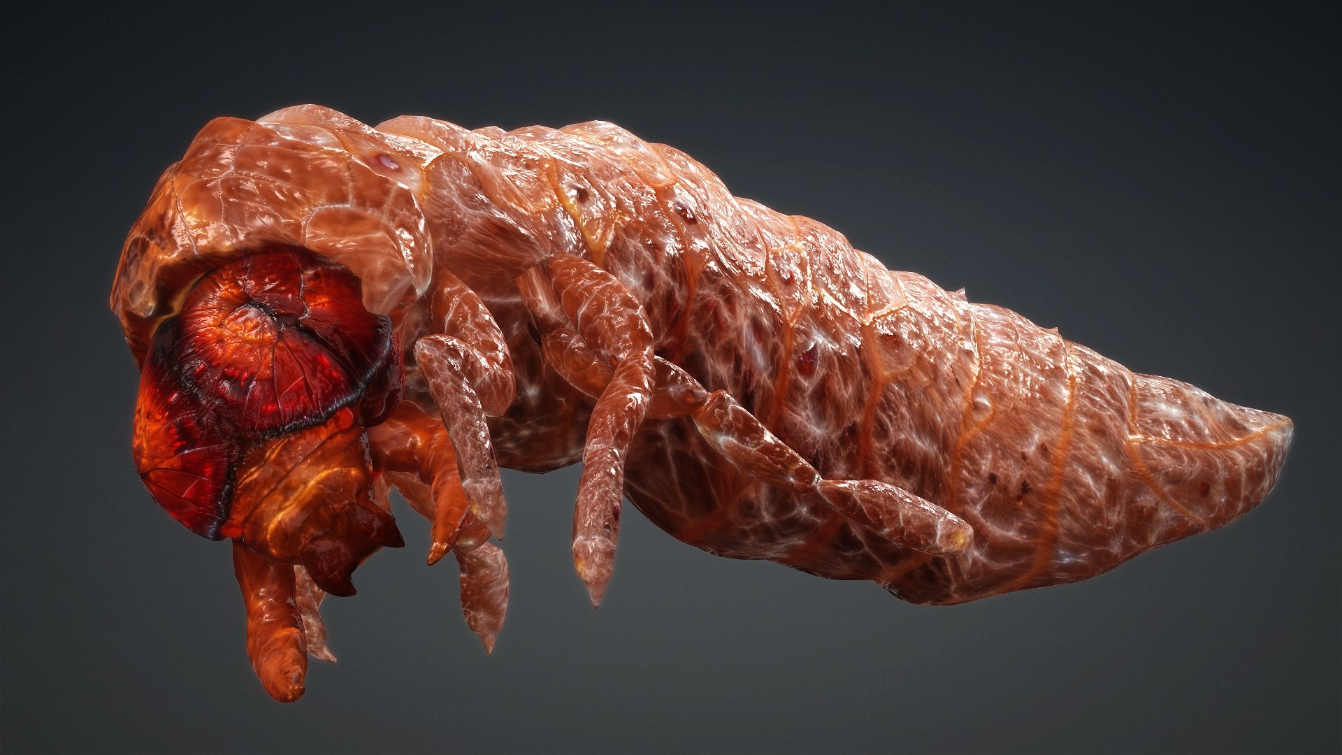 3D Larval-V1e https://p.turbosquid.com/ts-thumb/5P/DEdYiq/Qq/preview12/jpg/1776844384/1920x1080/fit_q87/88b8258c72541cd65b633de87b309420c3ee24a8/preview12.jpg