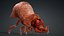 Larval-V1e