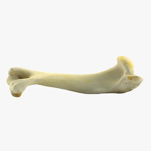 3d model realistic bone animation