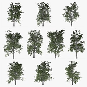 European Linden Tree Collection