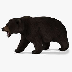 3d bear rigged 2 fur