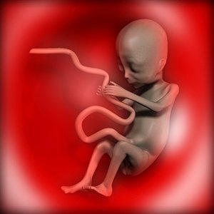 fetus womb 3d model