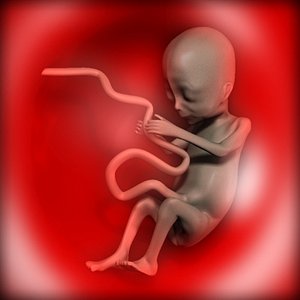 Fetus