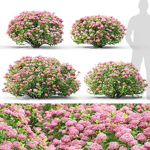 Spiraea Little Princess 01