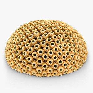astreopora coral yellow animation max