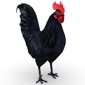 3D rooster - model