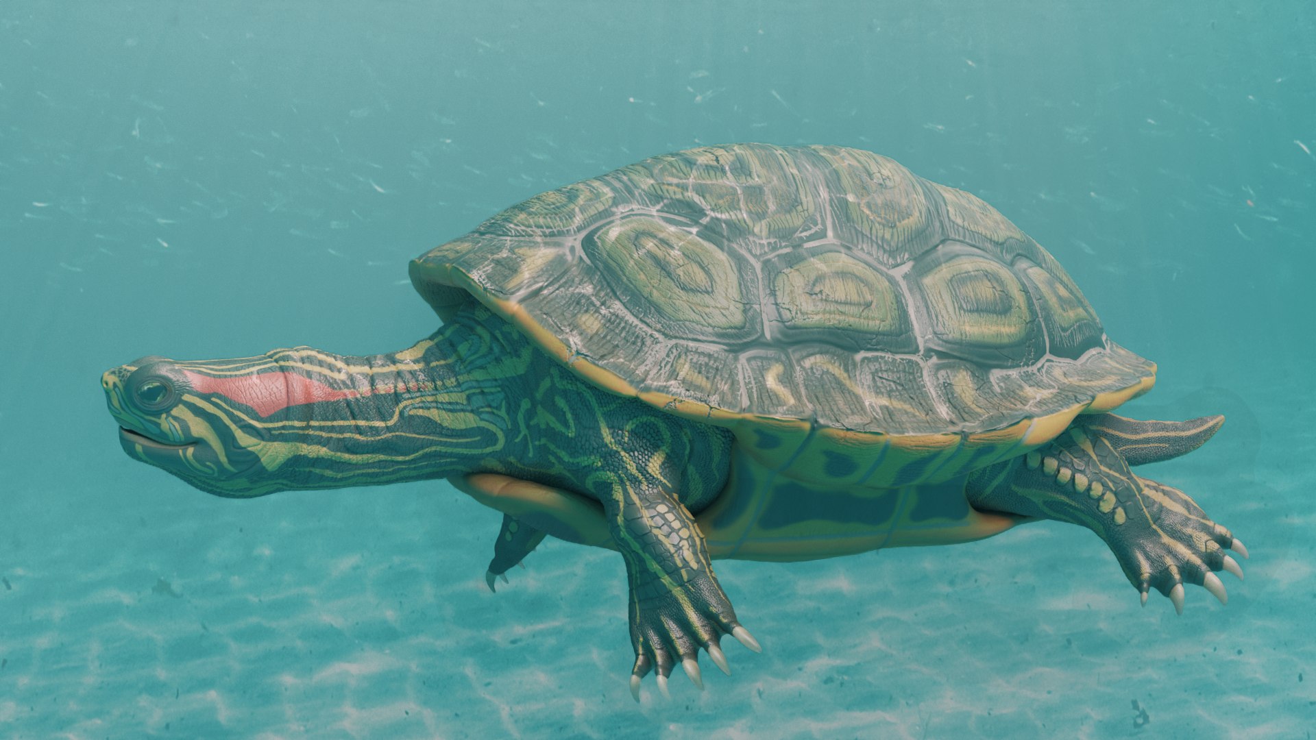 Red Eared Slider Turtle 3D model https://p.turbosquid.com/ts-thumb/5P/hbso3J/27/underwater/png/1747569367/1920x1080/fit_q87/fba190b6f12645ba19b0c36b1e5f0f44712bfacc/underwater.jpg
