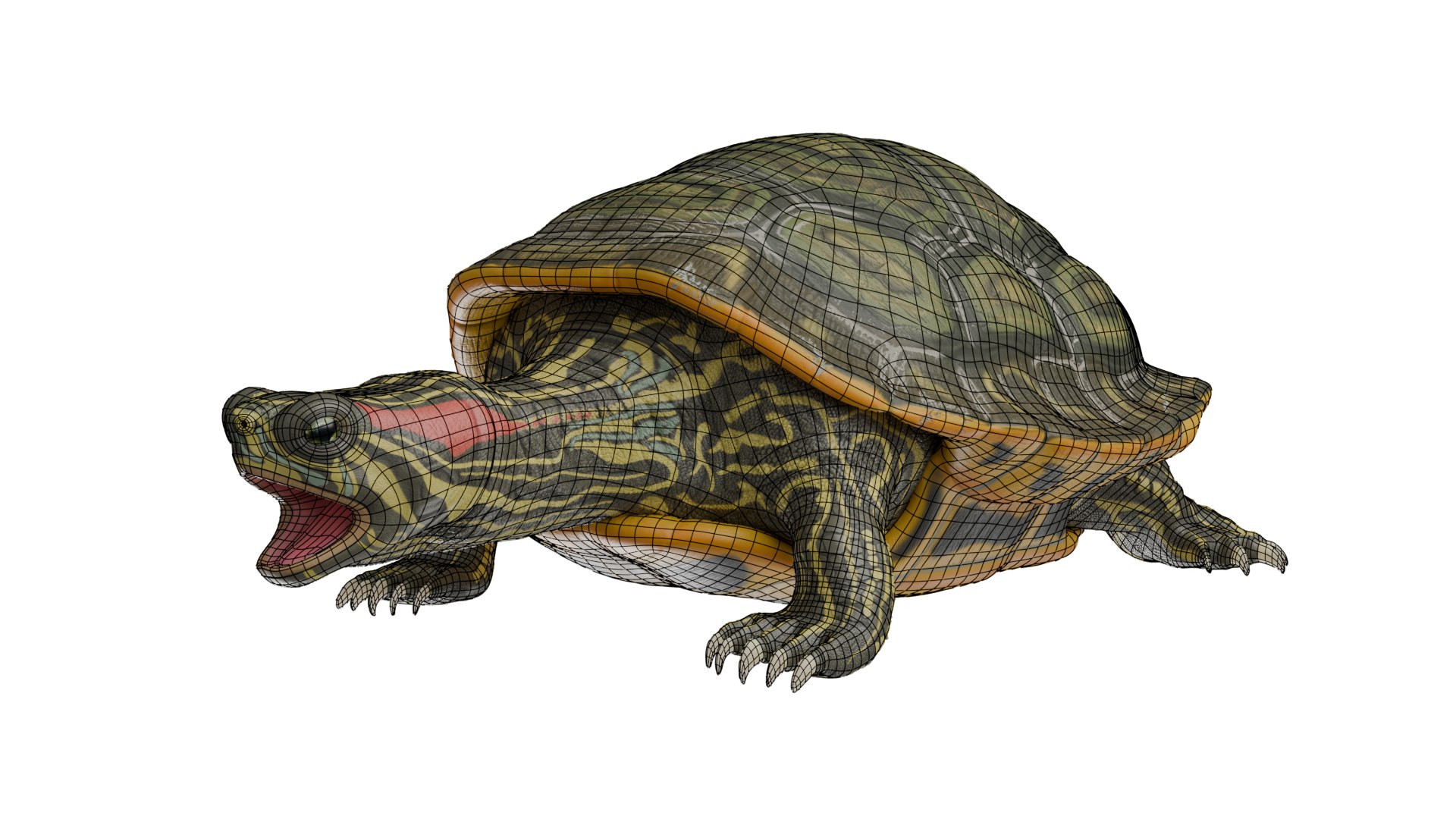 Red Eared Slider Turtle 3D model https://p.turbosquid.com/ts-thumb/5P/hbso3J/5s/wire_front/png/1747569457/1920x1080/fit_q87/6ef778eddf9ced4dda32c0fa8436d65384f41fba/wire_front.jpg