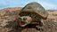 Red Eared Turtle rigged