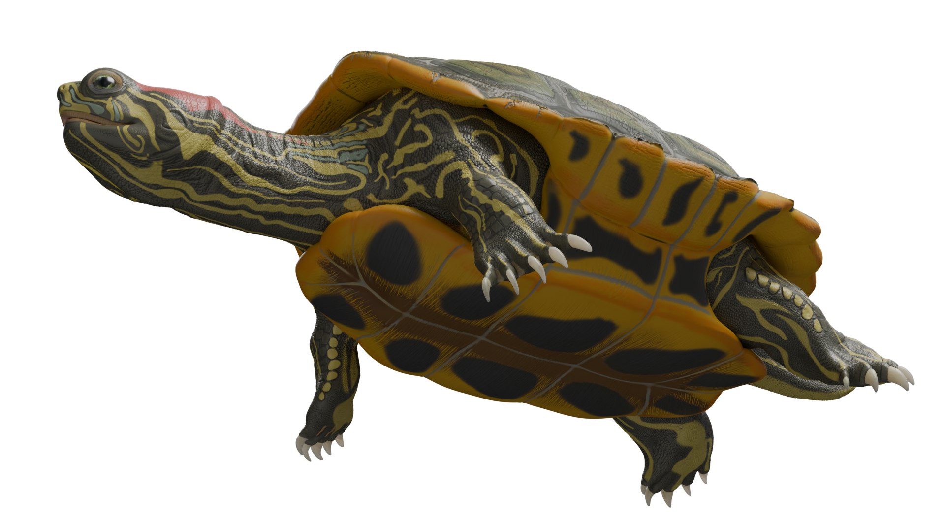 Red Eared Slider Turtle 3D model https://p.turbosquid.com/ts-thumb/5P/hbso3J/FI/down1/png/1747569406/1920x1080/fit_q87/7fa215274a02f992f65b0b5f592e0a5bec15fe36/down1.jpg