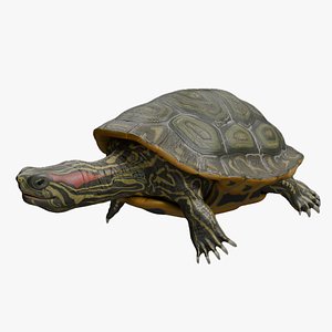 Red Eared Turtle rigged
