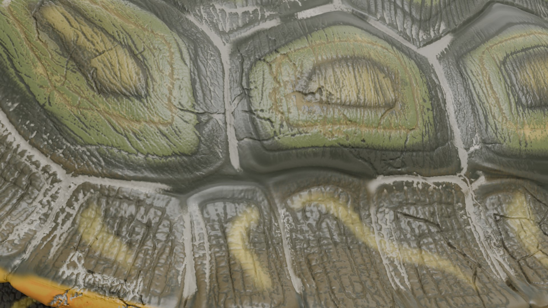 Red Eared Slider Turtle 3D model https://p.turbosquid.com/ts-thumb/5P/hbso3J/Nj/closeup_shell/png/1747569433/1920x1080/fit_q87/77e4531abd73833769600d8dcd2fb5696b212bdc/closeup_shell.jpg