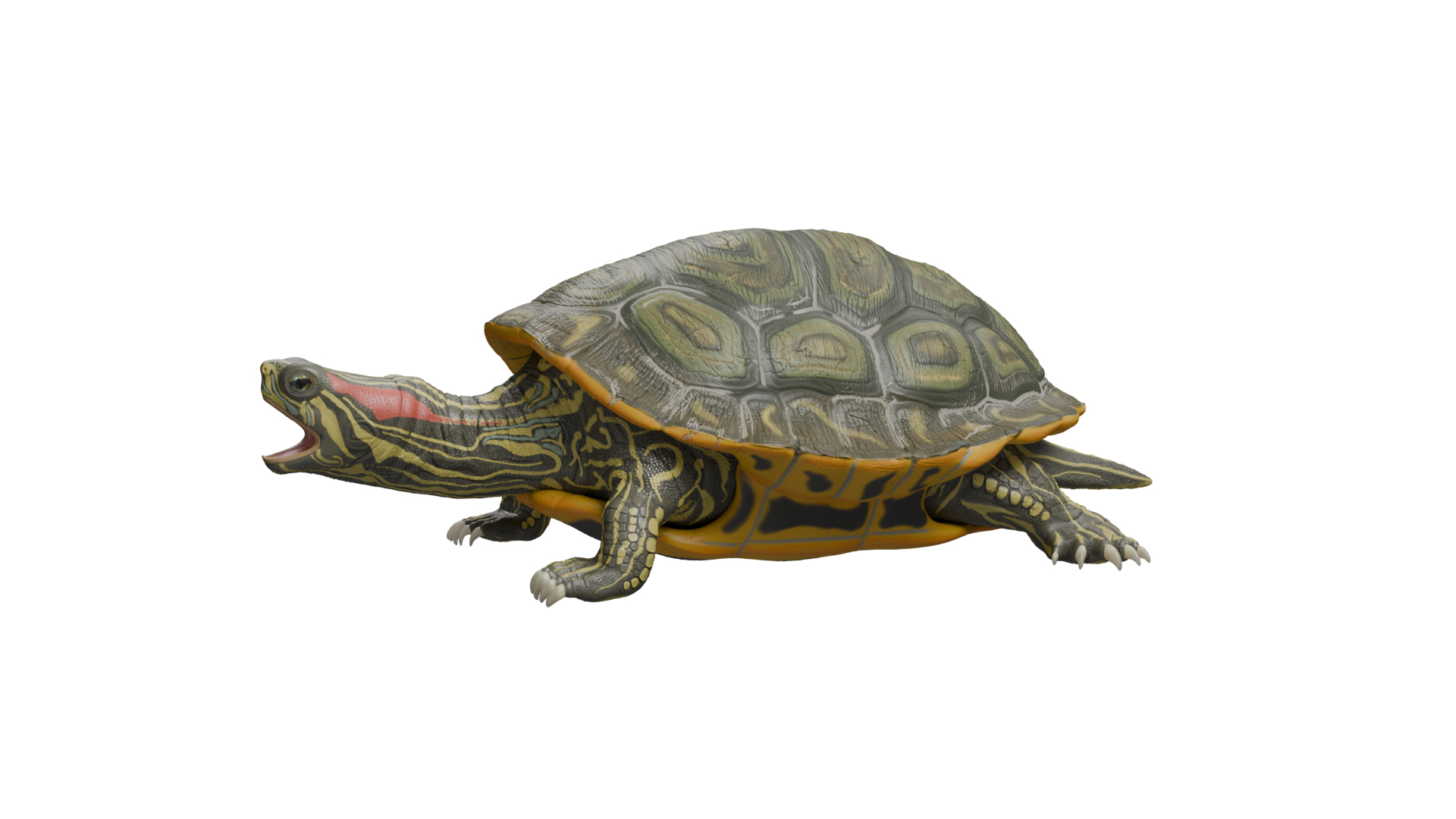 Red Eared Slider Turtle 3D model https://p.turbosquid.com/ts-thumb/5P/hbso3J/Uj/pondsliderturtle/png/1747569269/1920x1080/turn_fit_q99/a238c55328dd73dcaa322fe5a32fc045696c76a2/pondsliderturtle-1.jpg