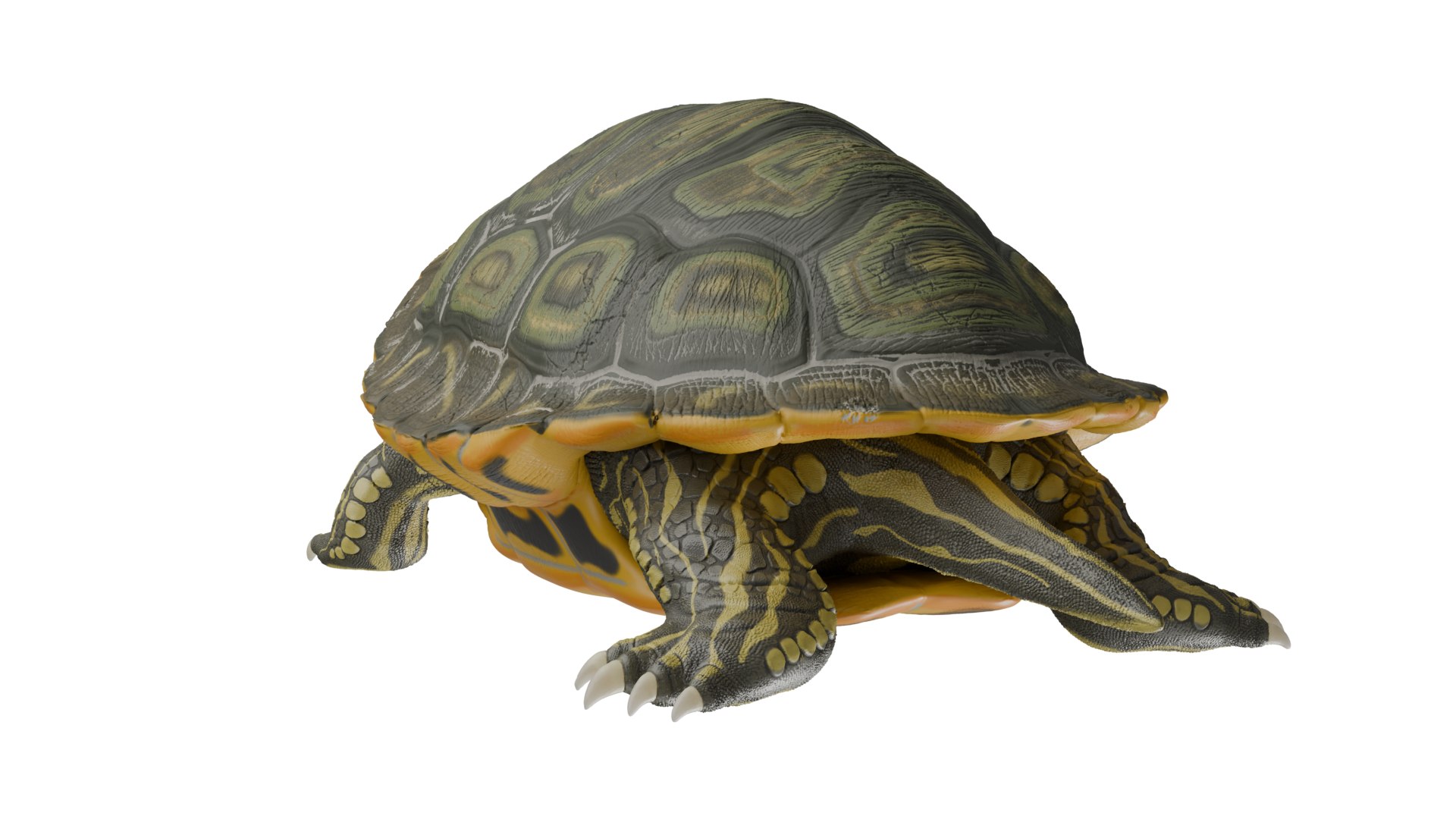 Red Eared Slider Turtle 3D model https://p.turbosquid.com/ts-thumb/5P/hbso3J/fu/back/png/1747569406/1920x1080/fit_q87/682aed8e8299febfca690cacaca854e73e063c0a/back.jpg