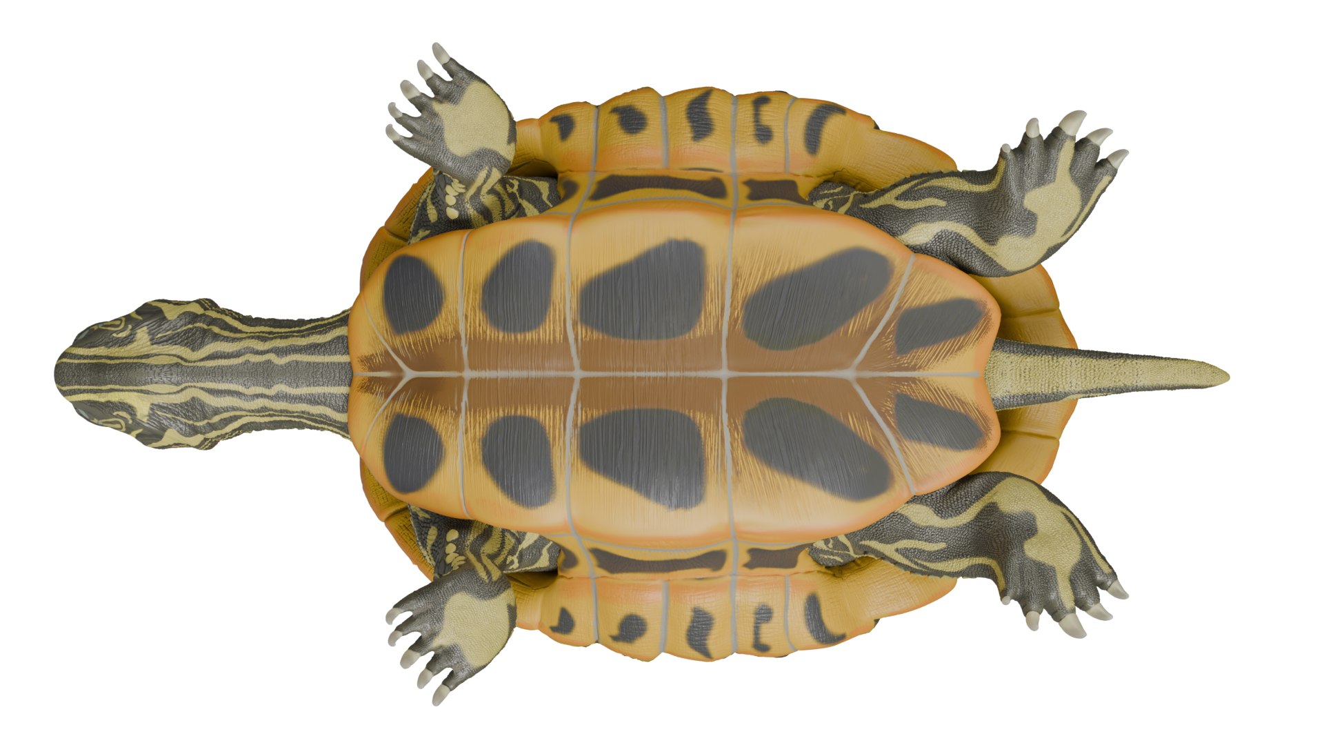 Red Eared Slider Turtle 3D model https://p.turbosquid.com/ts-thumb/5P/hbso3J/jh/down/png/1747569406/1920x1080/fit_q87/13b4d50d195028c8dd06068af26ecff91215ab1a/down.jpg