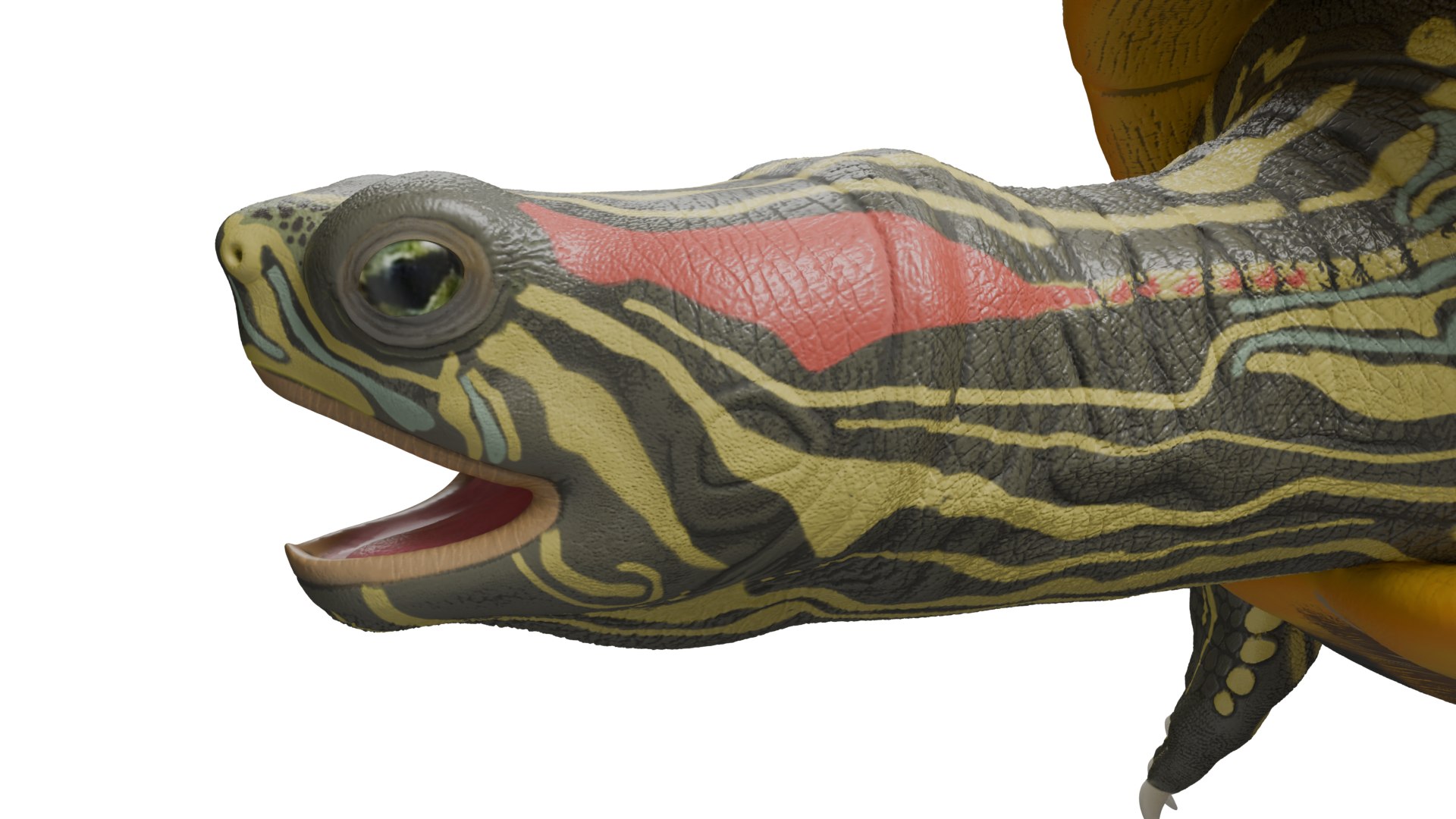 Red Eared Slider Turtle 3D model https://p.turbosquid.com/ts-thumb/5P/hbso3J/yt/closeup_head/png/1747569432/1920x1080/fit_q87/aa0addeabfa133d4bf70b5df42d0c7c7eeda50af/closeup_head.jpg