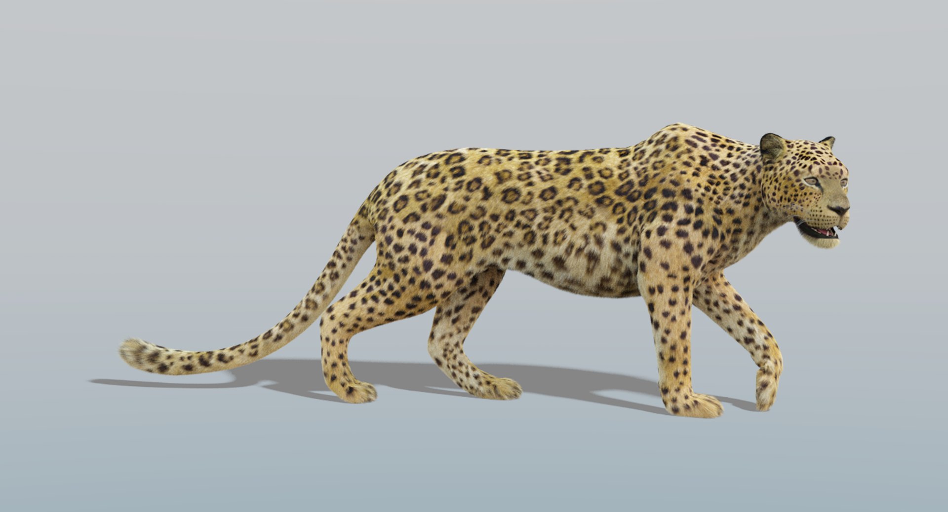 Leopard fur rigged model - TurboSquid 1238746